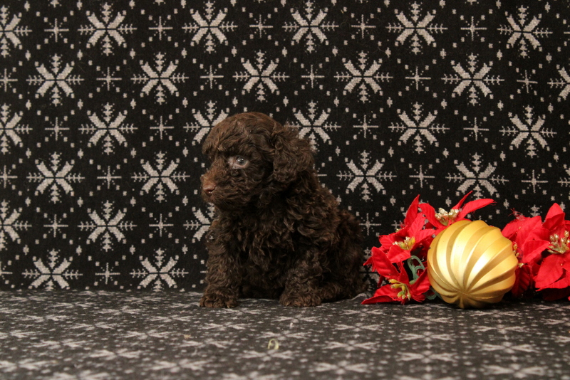 puppy, for, sale, Toy Poodle, Matthew B. Stoltzfus, dog, breeder, Gap, PA, dog-breeder, puppy-for-sale, forsale, nearby, find, puppyfind, locator, puppylocator, aca
